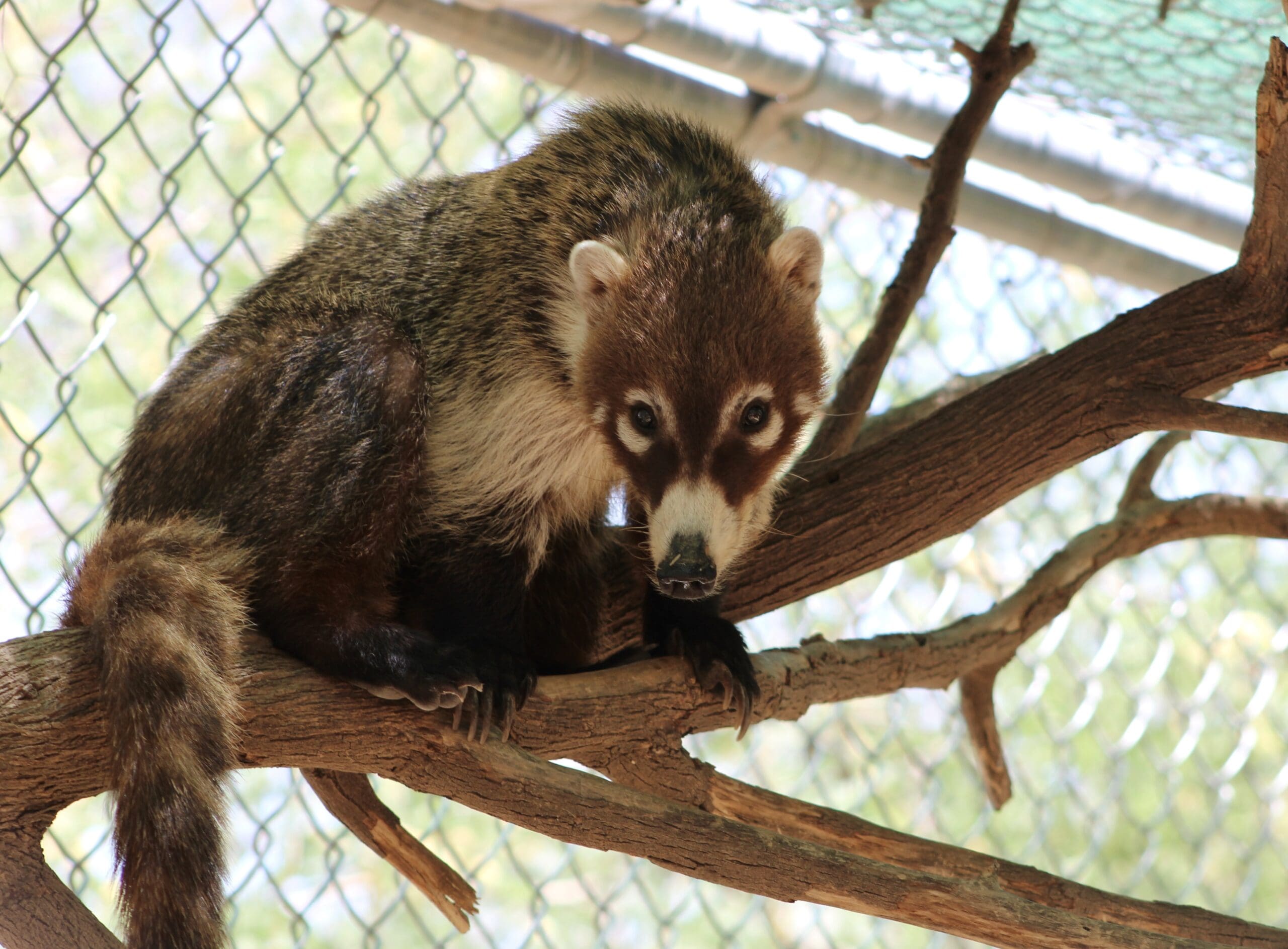 A coati.