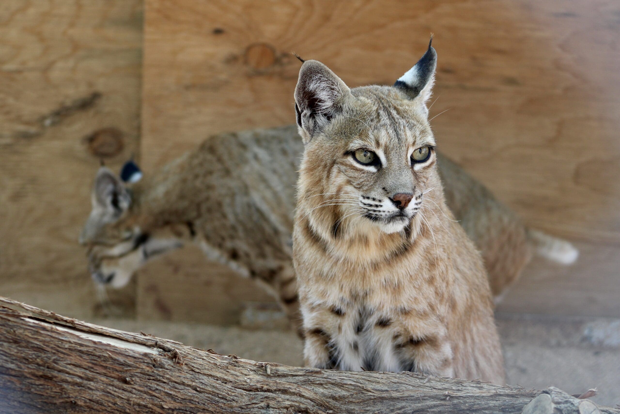 Bobcat Clutter