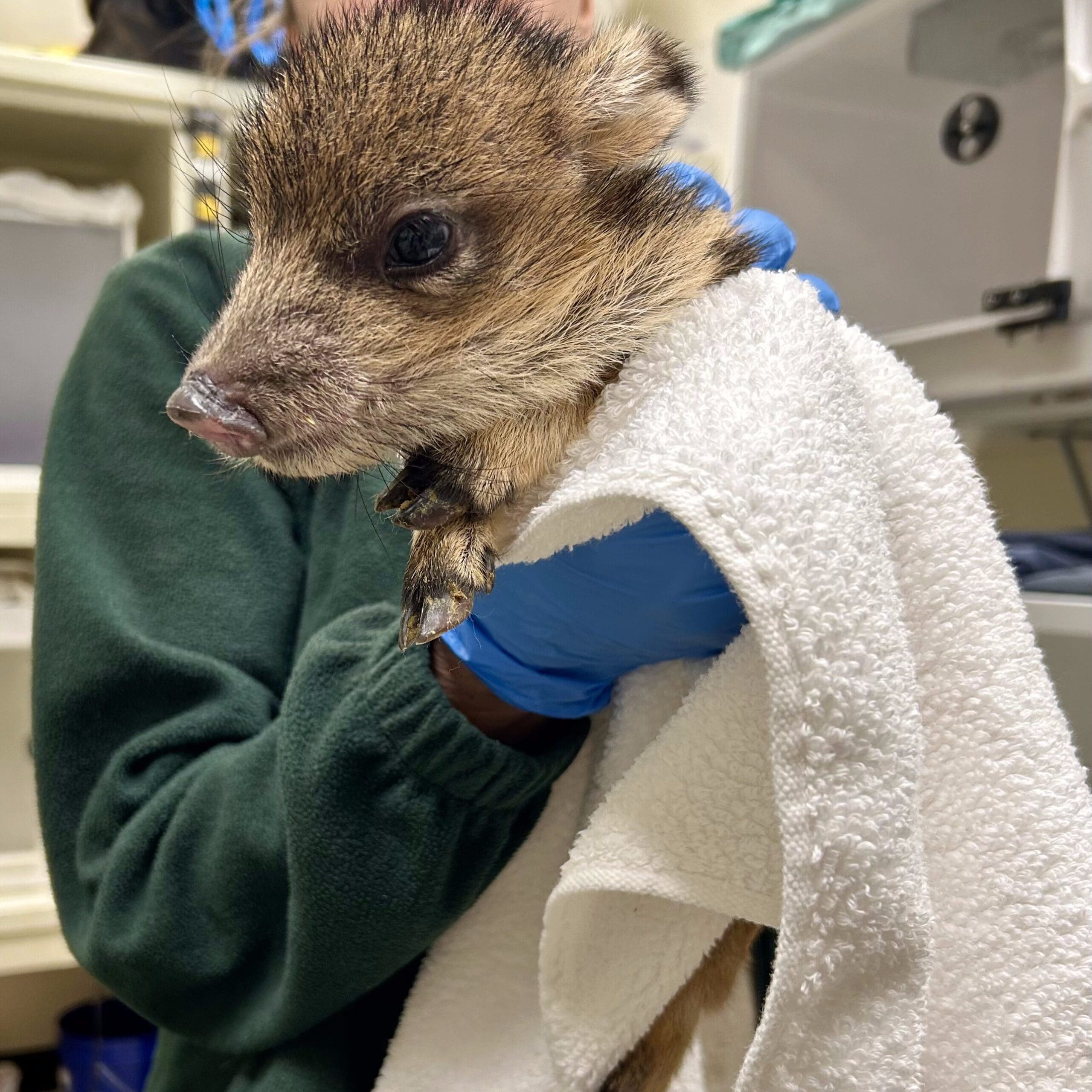 Veterinary professional holding an animal with a towel.