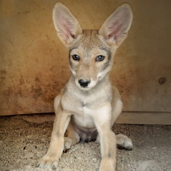 A young coyote pup sitting indoors on gravel.