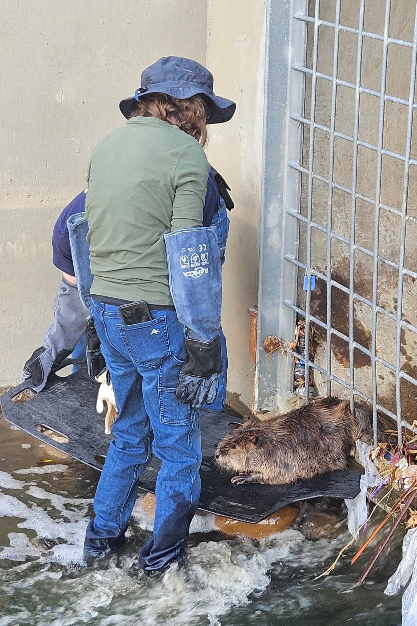Wildlife rescue team assists animal out of urban drainage system.