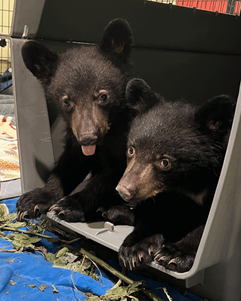 Orphaned Baby Bears Get a Second Chance at a Wild Life