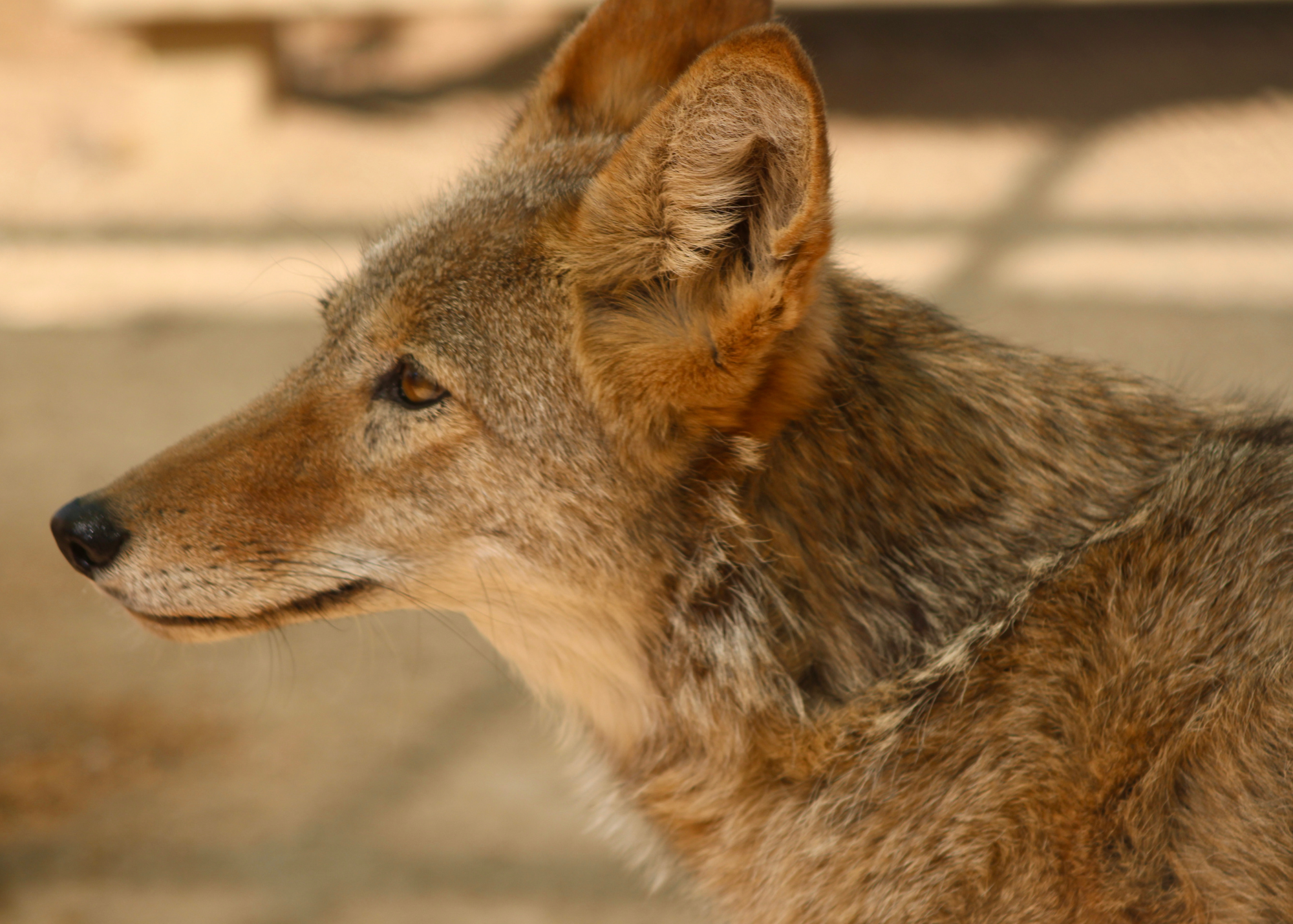A coyote.
