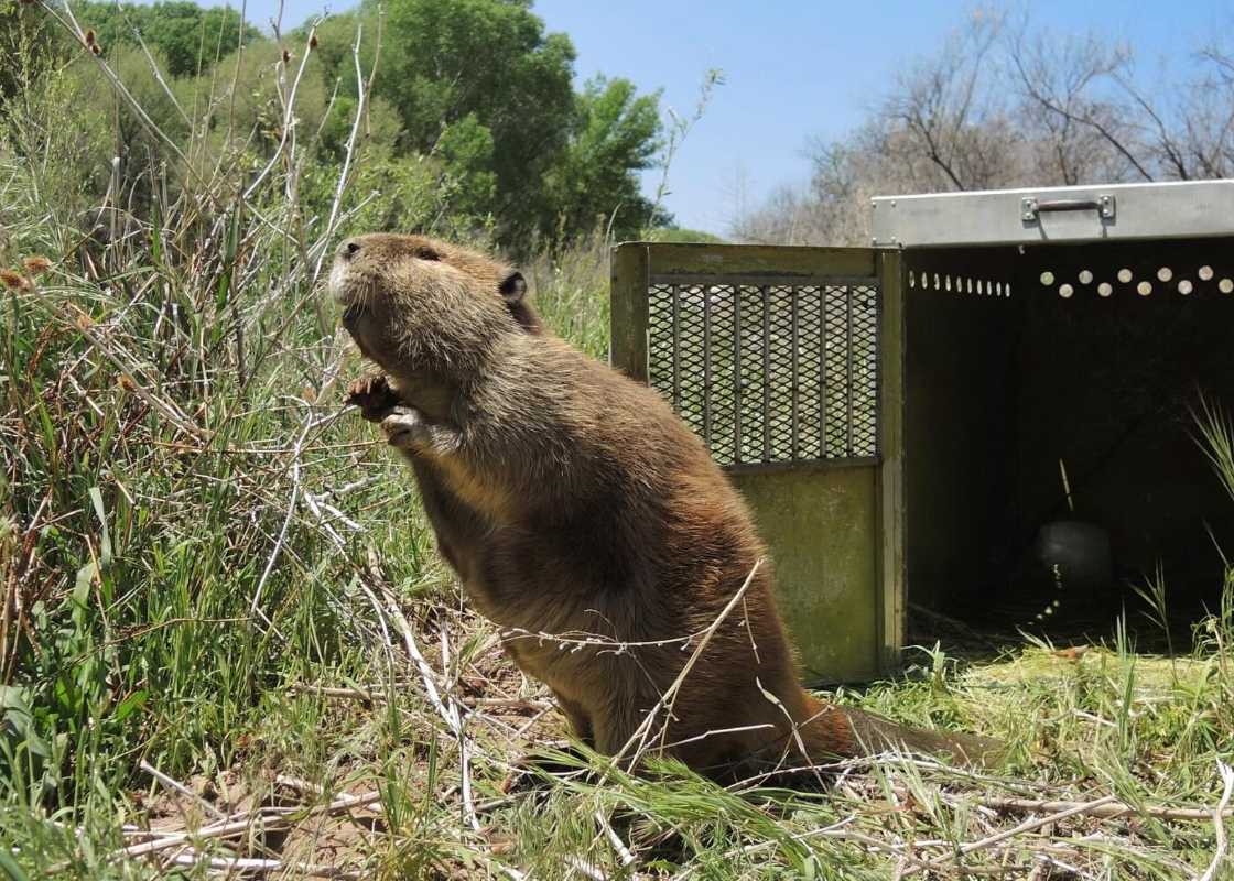 Beaver standing near open cage in grassy outdoor wildlife habitat.