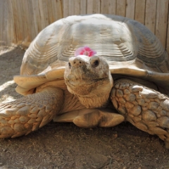 Goliath, Tortoise