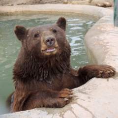 Heavenly, Black Bear