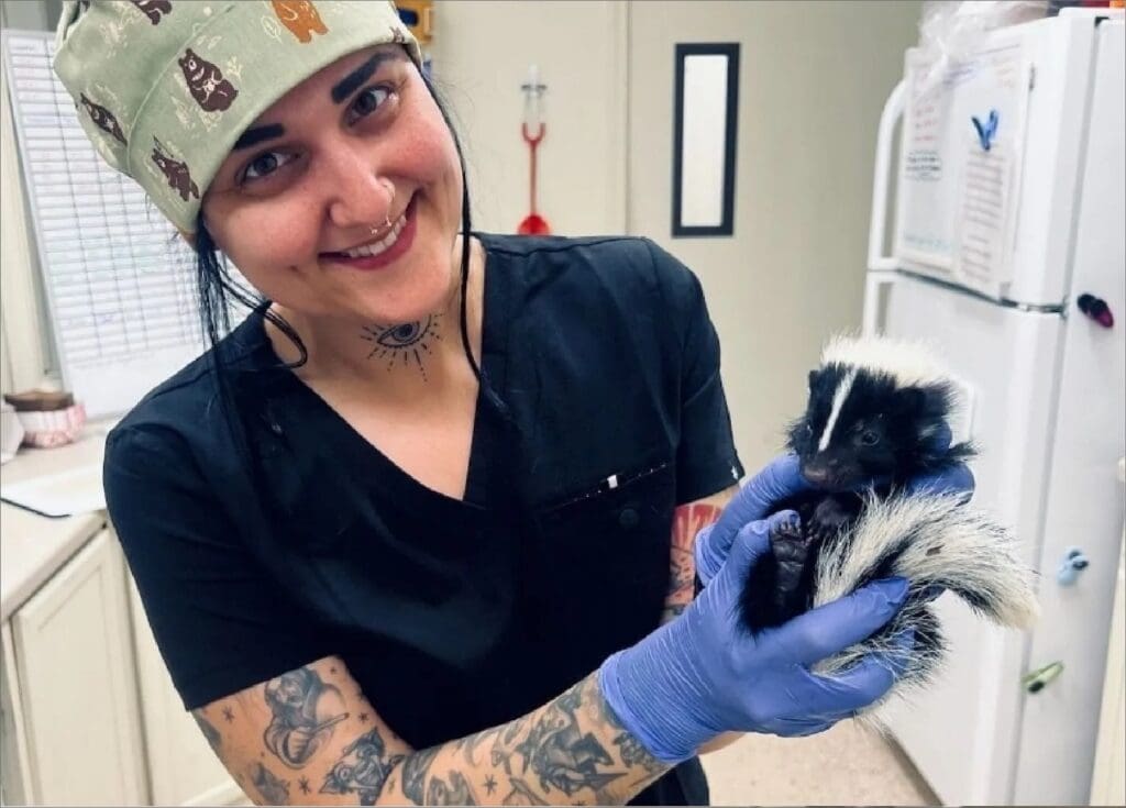 Veterinary professional holding baby skunk in wildlife care clinic.