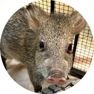 A close-up of a young collared peccary looking at the camera.