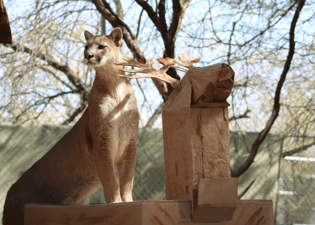 A mountain lion stands next to a cardboard deer sculpture in an outdoor enclosure.