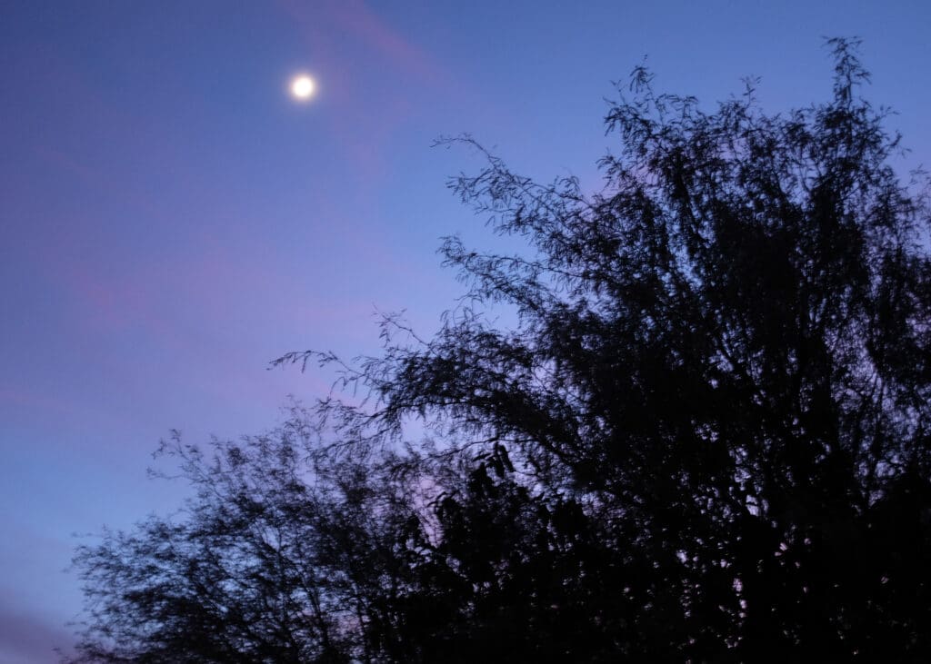 Moon shining in a twilight sky above desert trees.