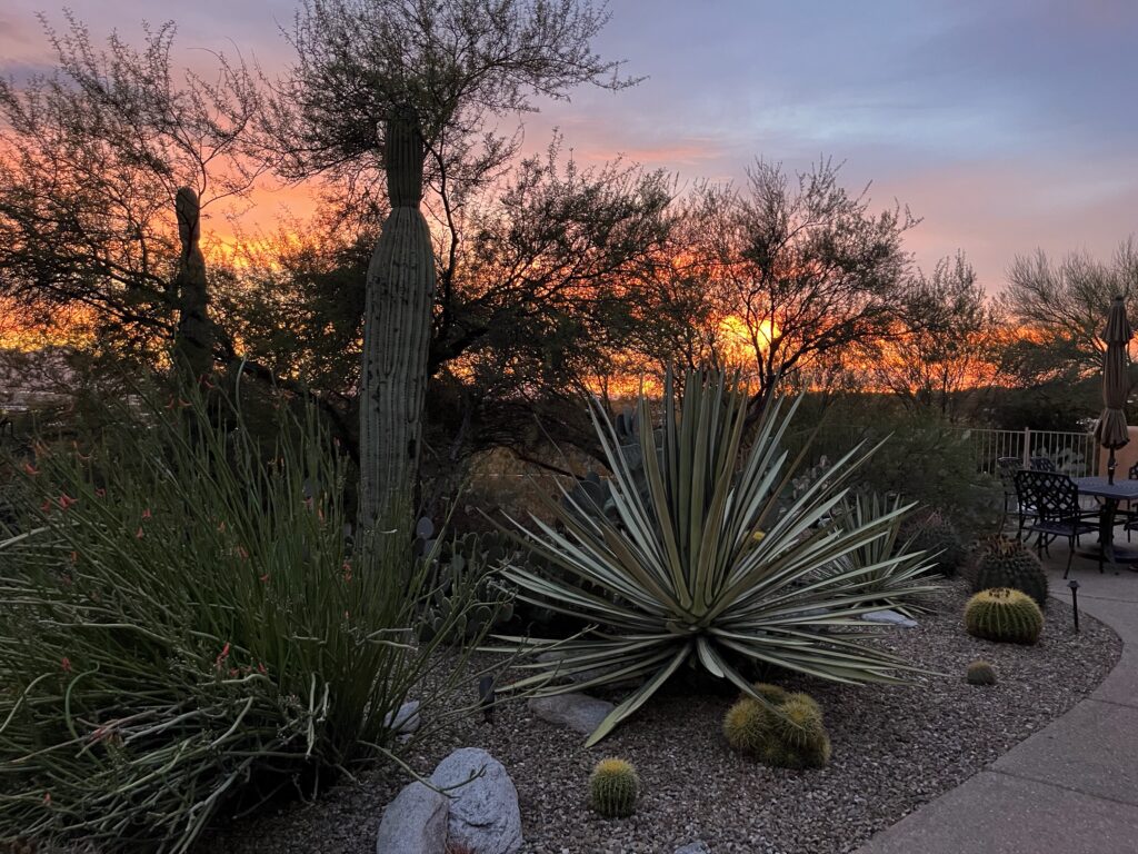 Desert landscape at sunset with cacti and agave plants.