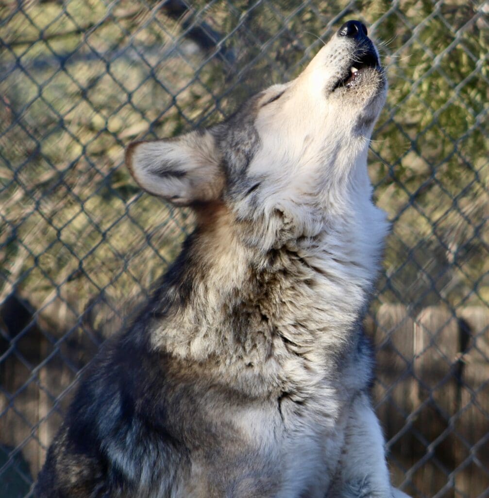 A howling wolf.
