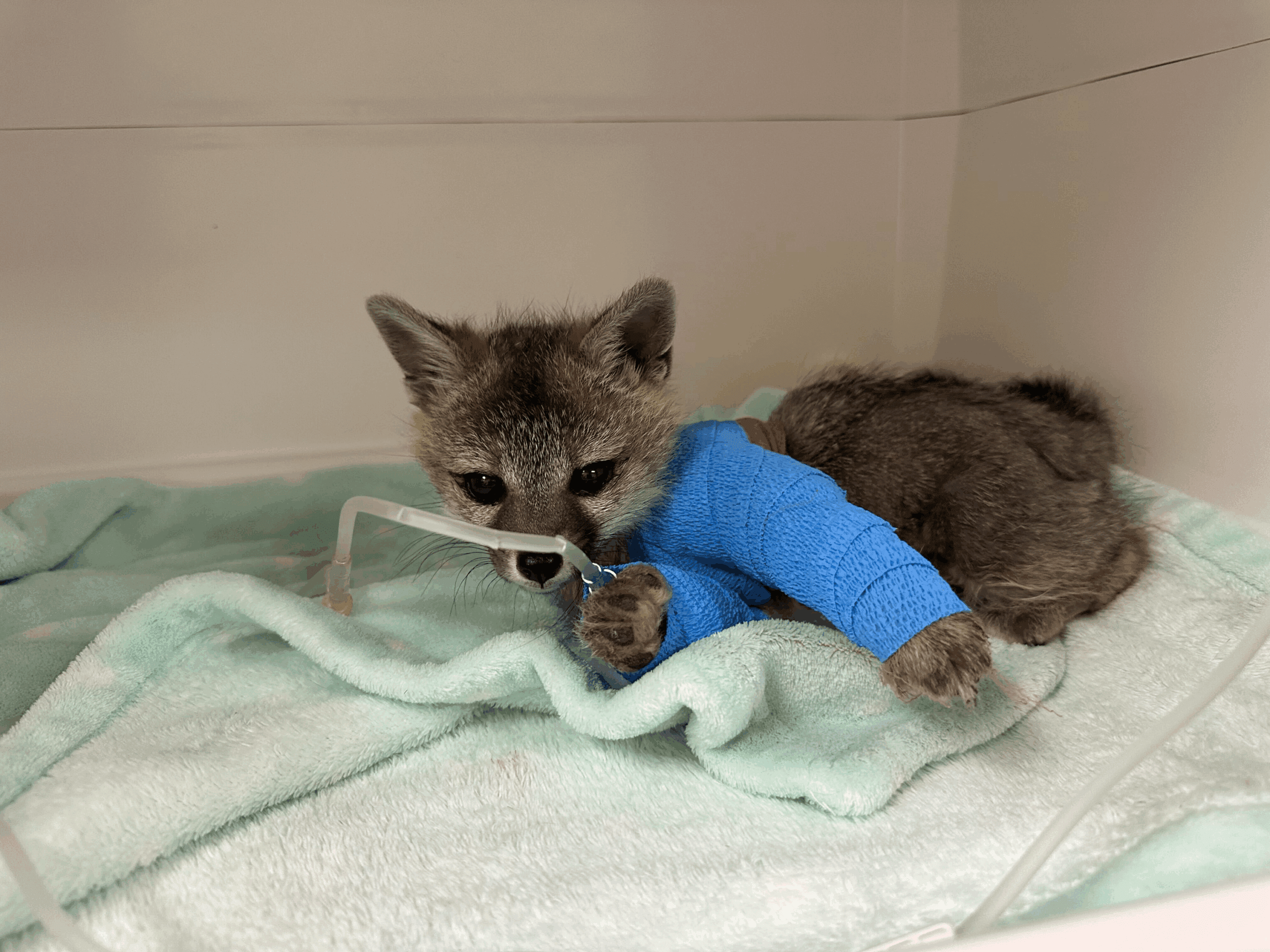 Injured baby fox with blue leg bandage lying on blanket.