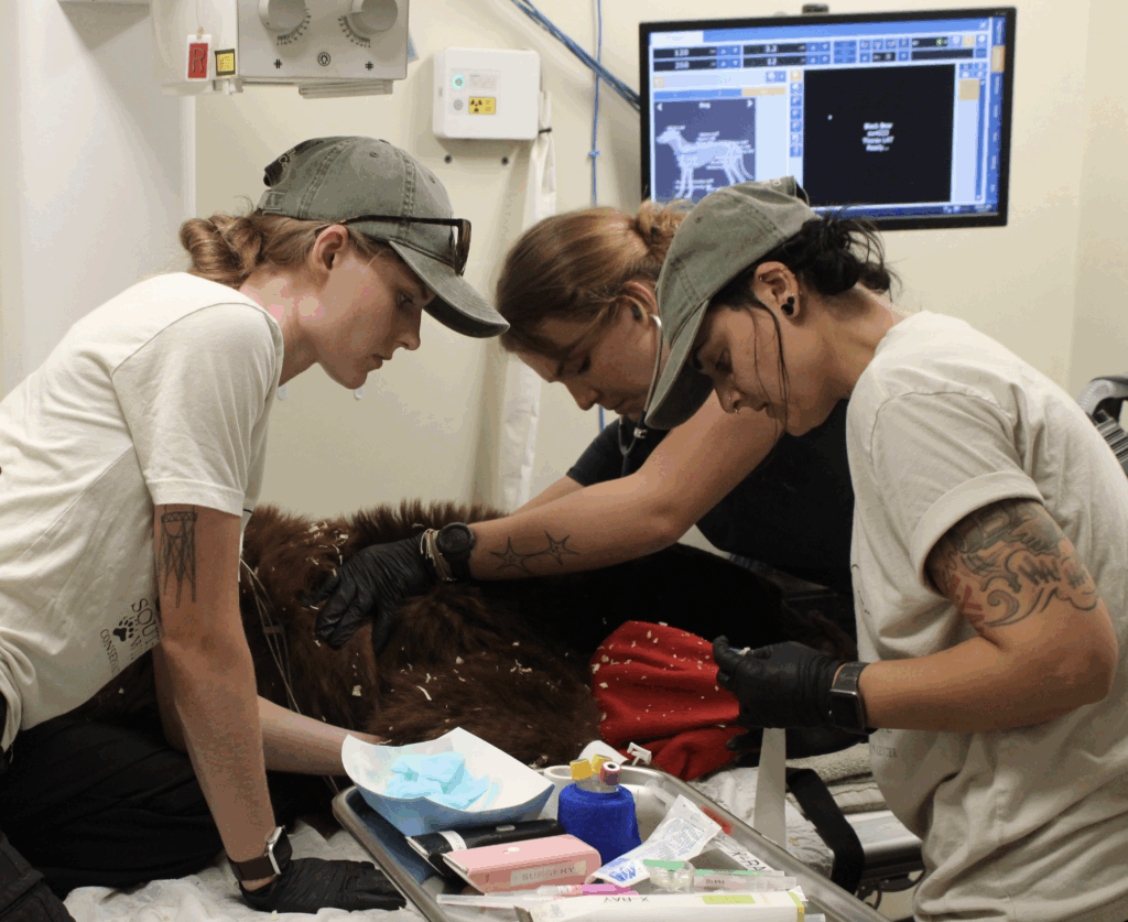 Veterinary team providing medical care to an animal.