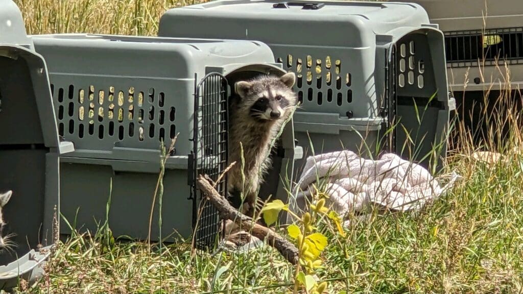 Raccoon emerging from pet crate during outdoor wildlife release.