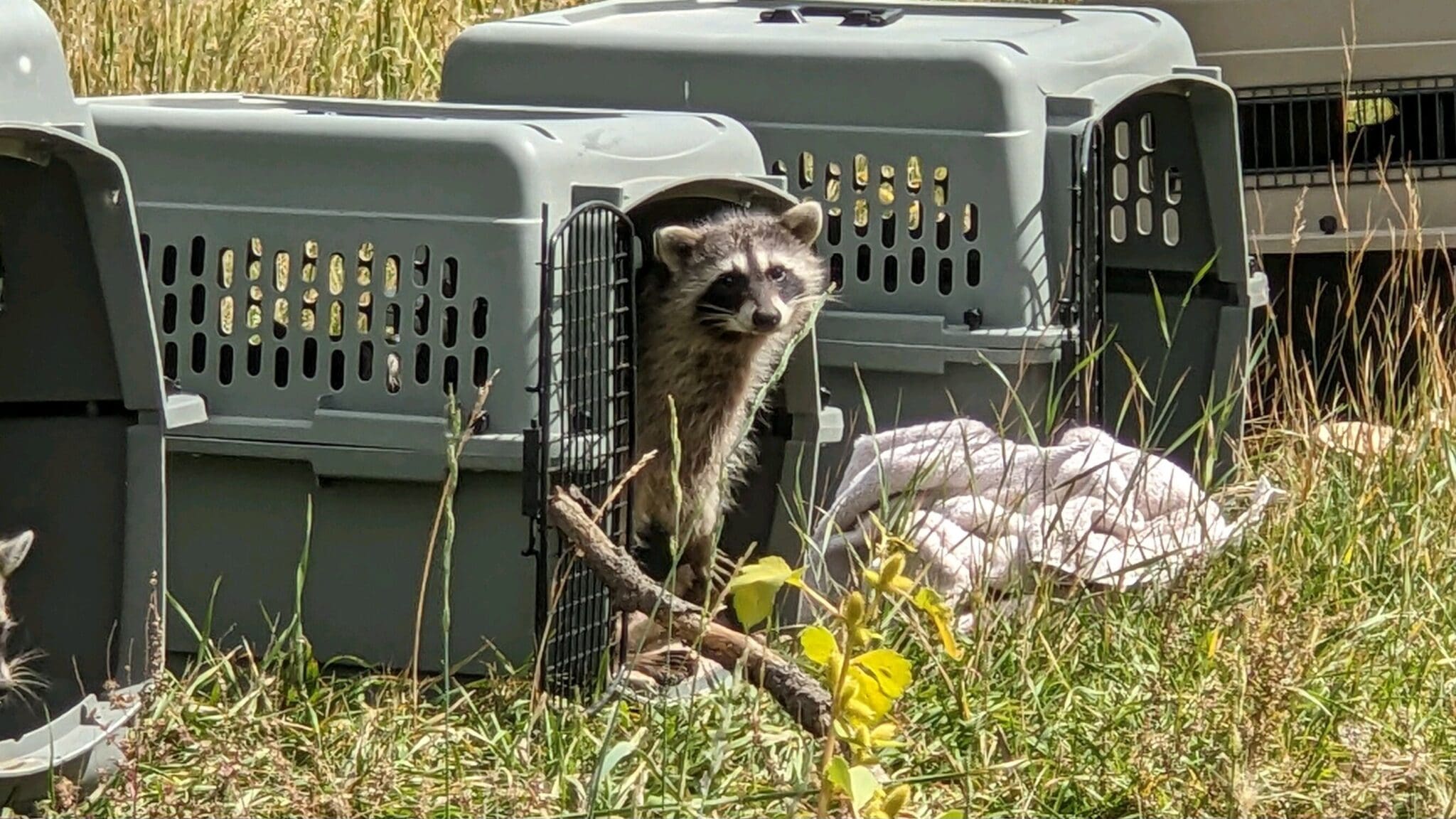 Releasing Wildlife Back to the Wild | Southwest Wildlife Conservation ...