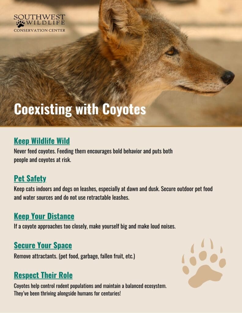 Coexisting with Coyotes