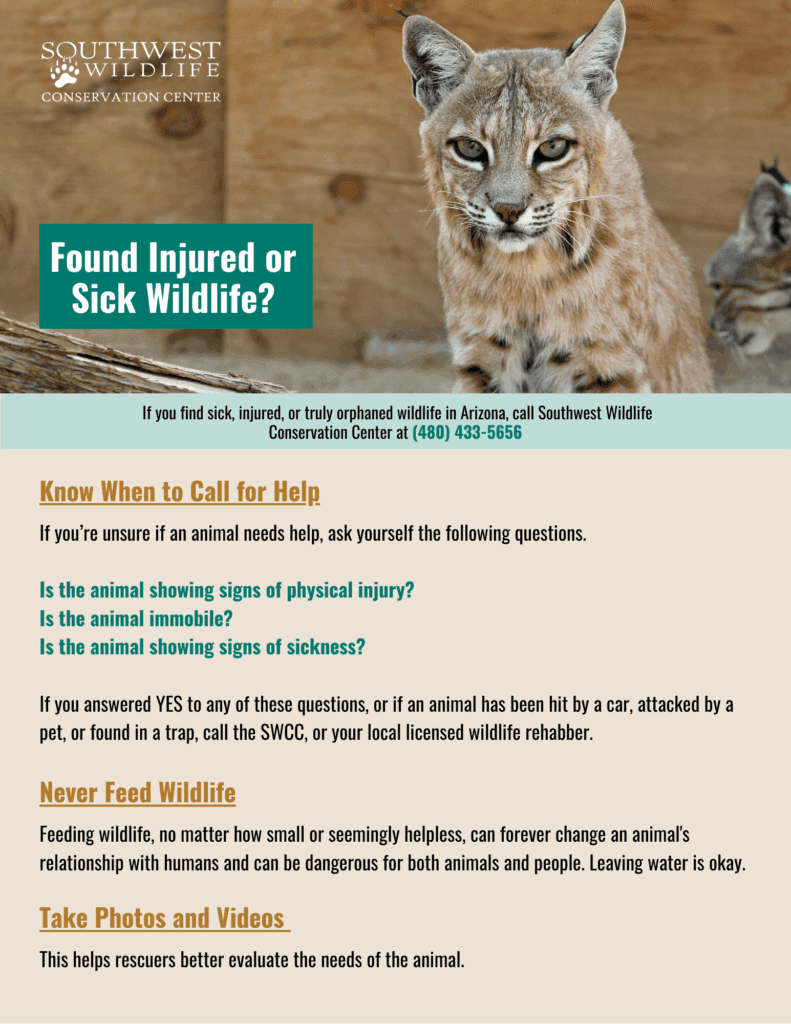 How to keep yourself and animals safe?