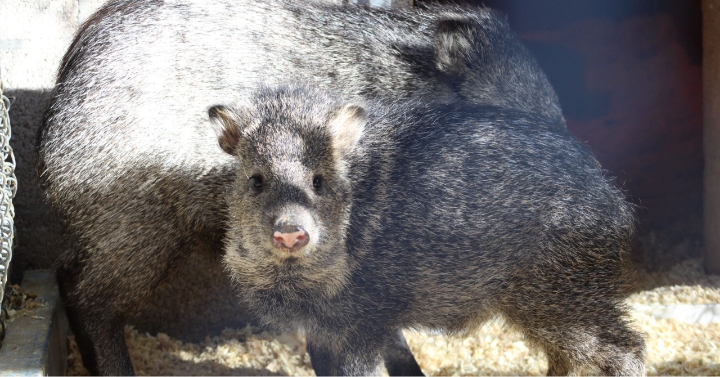 Coexisting With Wildlife Southwest Wildlife Conservation Center
