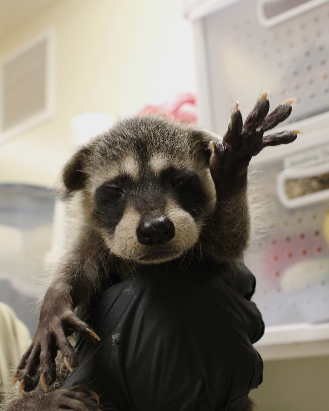 Sw Raccoon Press Center | Southwest Wildlife Conservation Center